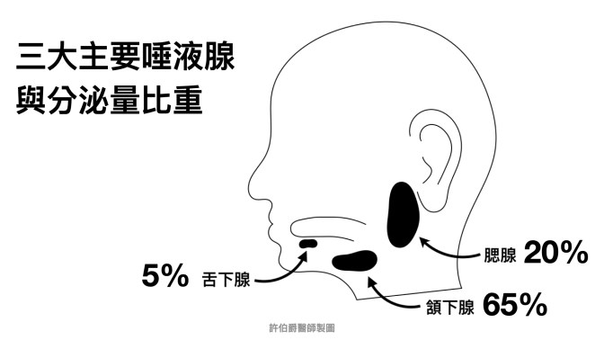 雖然腮腺是最大的，但頷下腺才是口水分泌最多的唾液腺喔！