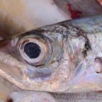 不新鮮的海鮮就過敏，新鮮的不會？