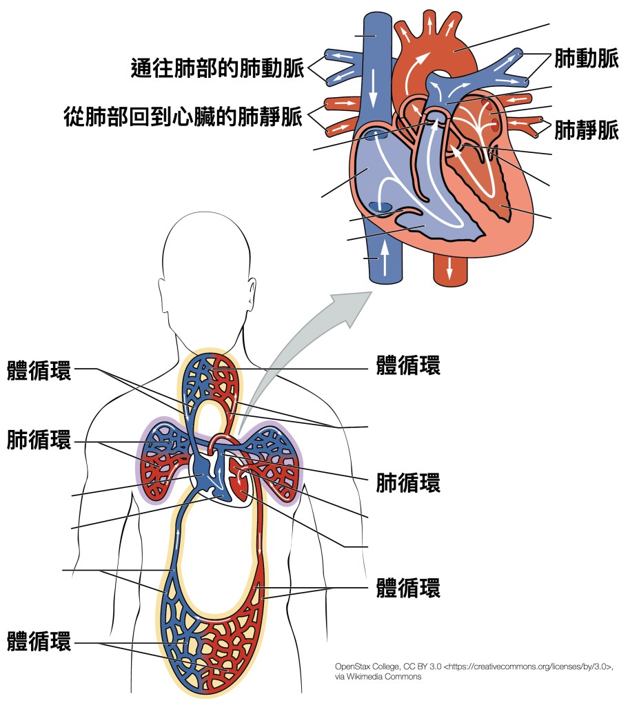 肺動脈高壓就是肺部的高血壓